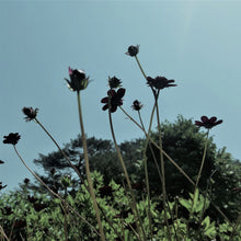 Load image into Gallery viewer, f a r m • f i e l d