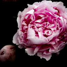 Load image into Gallery viewer, f l o w e r • m o o n